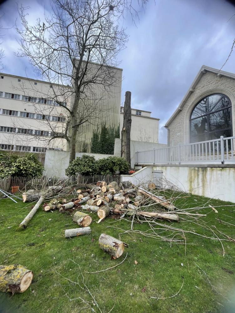 abattage arbre