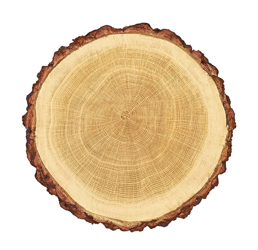 rondin de bois