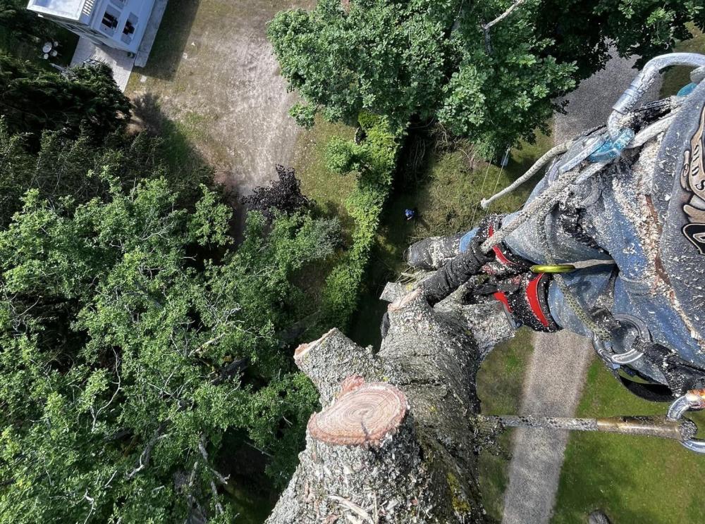 élagage vue du haut de l'arbre