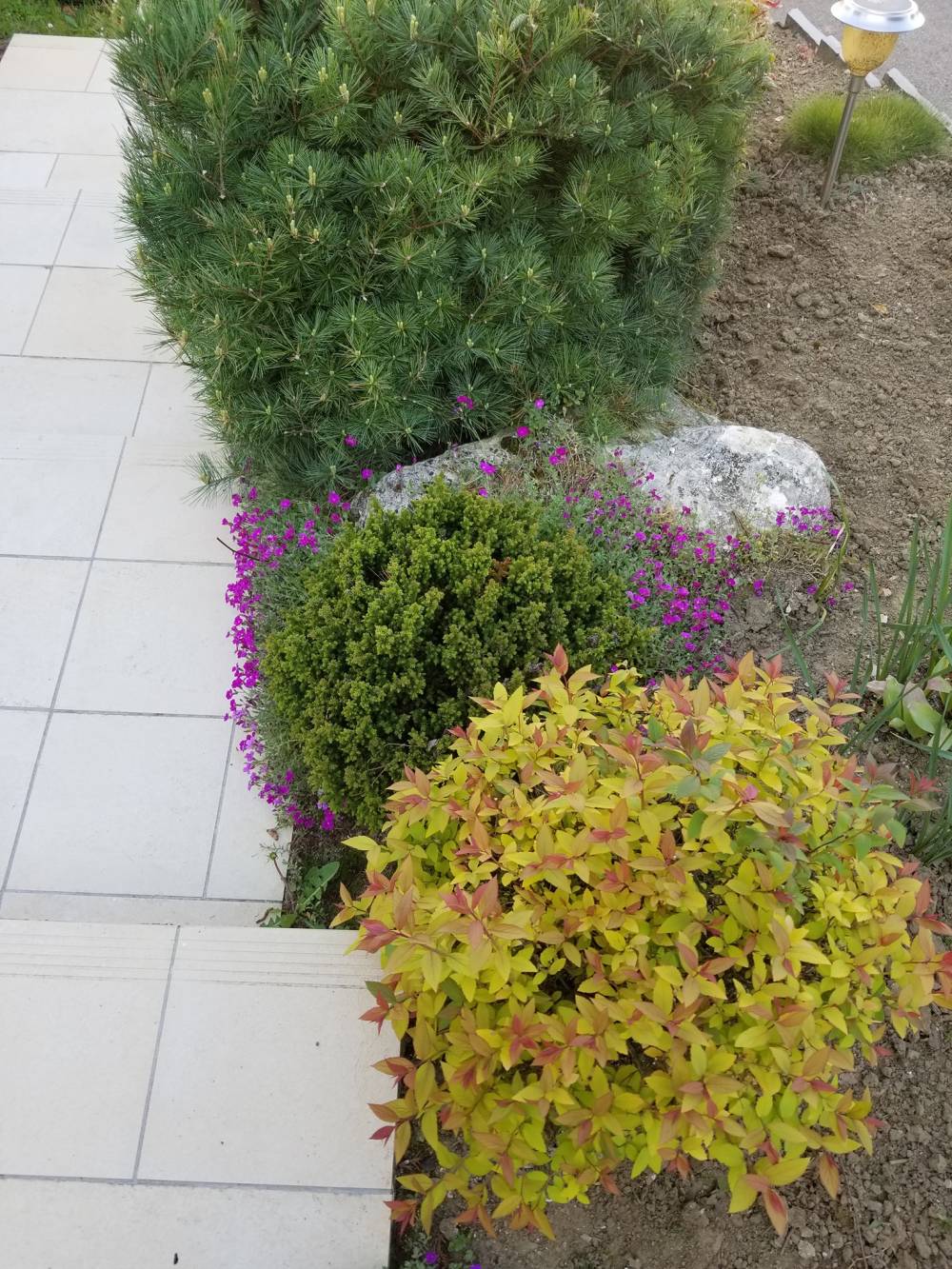 pieds de plantes